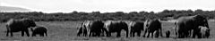 elephants addo IMG_3611a.jpg